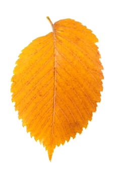 colorful autumn leaf on a white background isolated