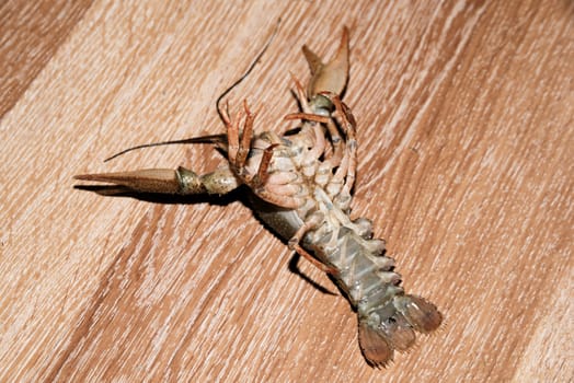 alive crayfish isolated on wood background, live crayfish closeup, fresh crayfish. Beer snacks, river crayfish