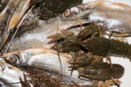 Dry fish and alive crayfish on white background. Dead dry salty fish and alive river crayfish - snack to beer. Closeup.