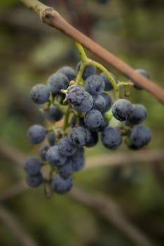 Closeup of a bunch of wild grapes ripened at the start of Autumn in Ontario, Canada.