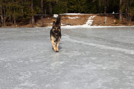 beautiful young Alsatian dog on the frozen lake