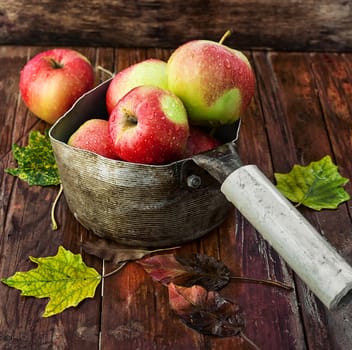 harvest is ripe autumn apples in the saucepan with handle