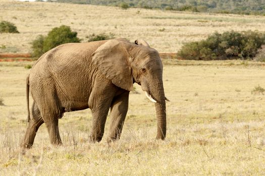 Elephant standing and having a thinking moment in a open yellow field.