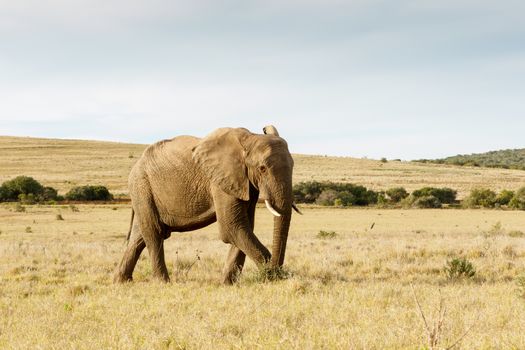 Old African bush elephant taking a stroll on a huge files with grey blue skies