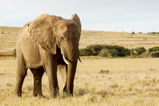 Huge African bush elephant with beautiful golden light and field