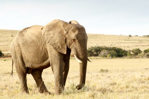 African bush elephant with beautiful golden light in a field eating grass