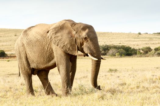 African bush elephant with beautiful golden light in a field looking for some fresh grass