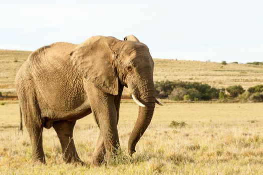 Standing tall in a field of short grass The African bush elephant