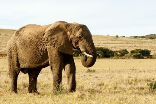 Yellow field with a huge African Elephant standing and eating