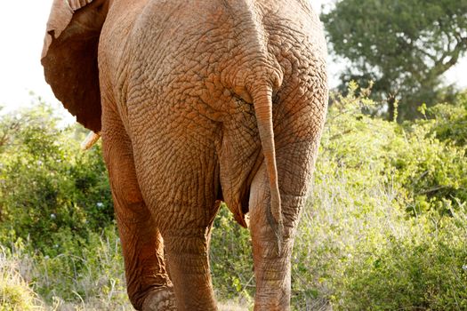 Close up of the backside of The African bush elephant