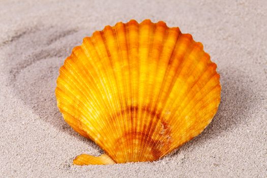 Single sea shell of mollusk on the sand, close up .