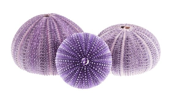 Violet sea shells of Sea Urchin isolated on white background .