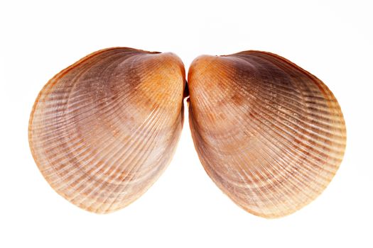 Two sea shells of  mollusk isolated on white background.