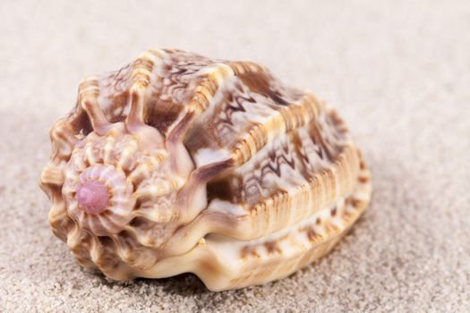 Single sea shell of marine snail on the sand, close up .