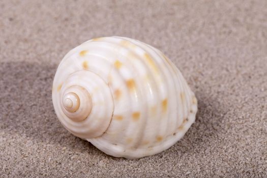 Single sea shell of marine snail lying on the sand, close up