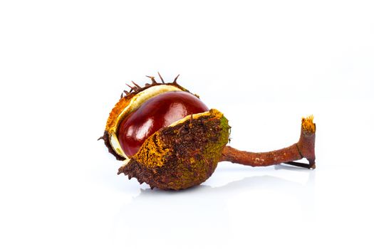 Horse chestnut seed in case on a white background