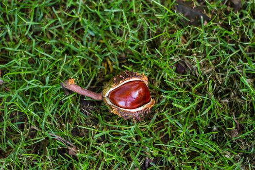 horse chestnut seed in case on a grass background