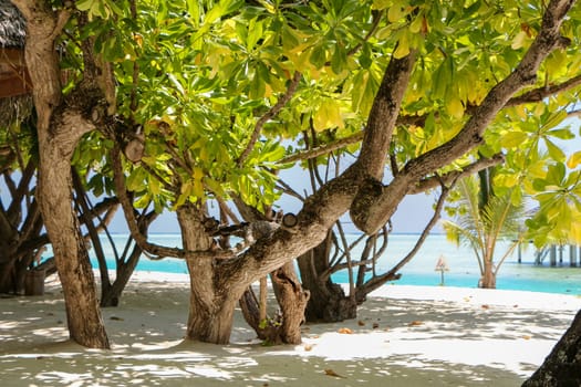 a green tree and palm on white sand beach. Maldives island.