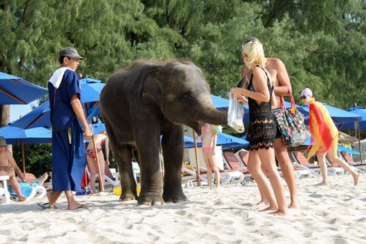 BANGTAO BEACH, PHUKET, THAILAND - NOVEMBER 06, 2013: Tourists fedding baby elephant on the seaside Asia vacation.