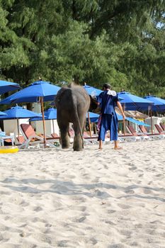 BANGTAO BEACH, PHUKET, THAILAND - NOVEMBER 06, 2013: Tourists fedding baby elephant on the seaside Asia vacation.