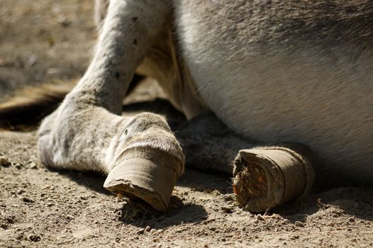 a grey Donkey lying on the ground
