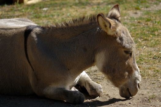 a grey Donkey lying on the ground
