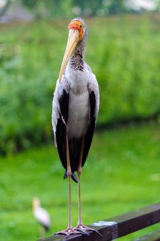 a white stork sitting on bridge railings ciconia at rainy day. stork.