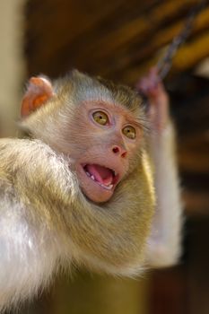 a young brown macaca monkey in Chains. Thailand