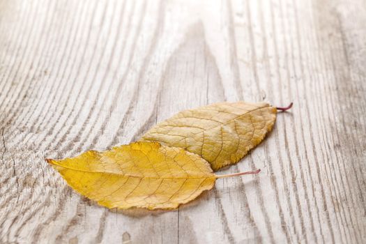 Beautiful fallen autumn leaves on wood background