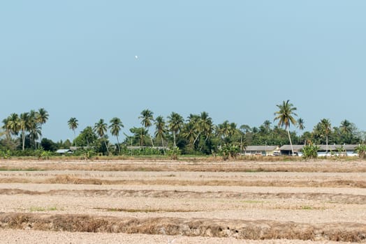 View of a paddy field after harvest in rural Malaysia