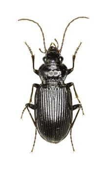 European Gazelle Beetle on white Background  -  Nebria brevicollis (Fabricius, 1792)