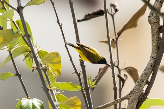 Olive-backed Sunbird (Cinnyris jugularis) perching itself on a stick