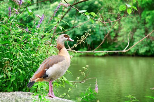 wild duck in a summer park