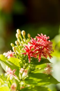 Close up shot of ixora flower backlight with natural sunlight