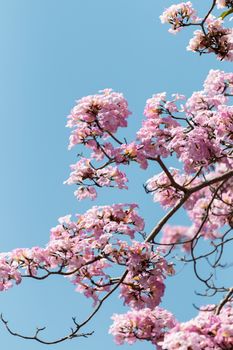 Malaysian Sakura or Tacoma spp flower blooming against blue sky