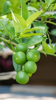 Lime green tree hanging from the branches of it