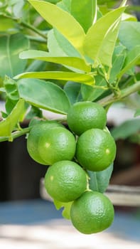 Lime green tree hanging from the branches of it