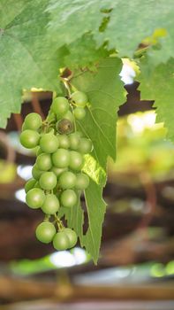 grapes with green leaves on the vine fresh fruits