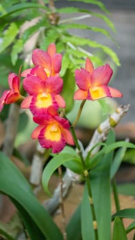 Close up of beautiful orchids blooms in garden