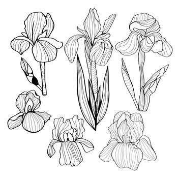 Blooming and budding iris flowers black and white set of a flower of iris. Vector Monochrome illustration