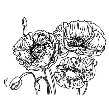 I took poppies to the stretch