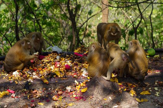 A macaca monkey family eating lot of fruits, Phuket Thailand.
