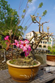 A tropical Orchids in the flower pot outside on a sunny day