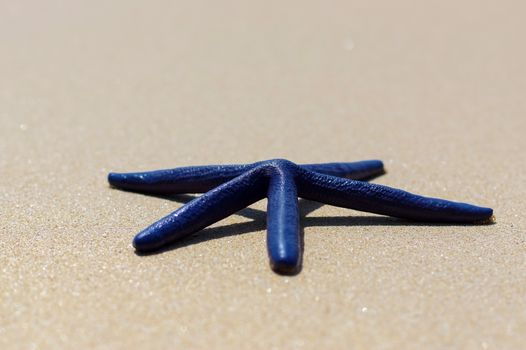 Blue starfish on the white sand in Thailand