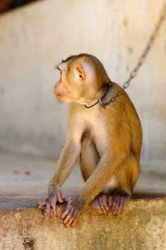 a young brown macaca monkey in Chains. Thailand