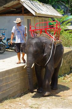PHUKET, THAILAND - MARCH 28, 2016: baby elephant during washing at a hot day.