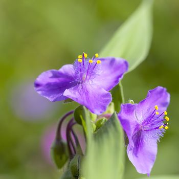 Violet flowers of Tradescantia virginiana in the garden, close up