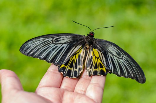 Beautiful butterfly on hands