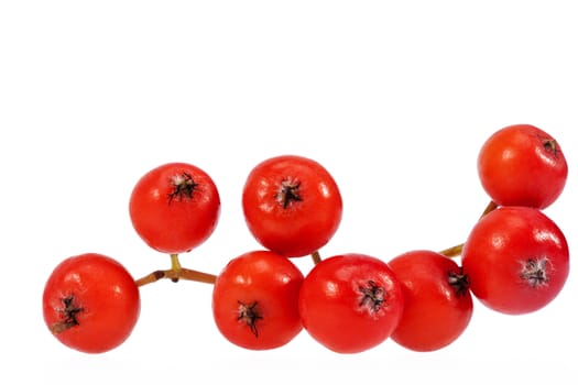 Red fruits of rowan berry isolated on white background.