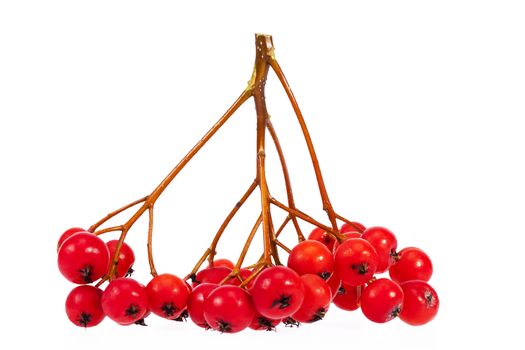 Twig with red fruits of rowan berry isolated on white background.